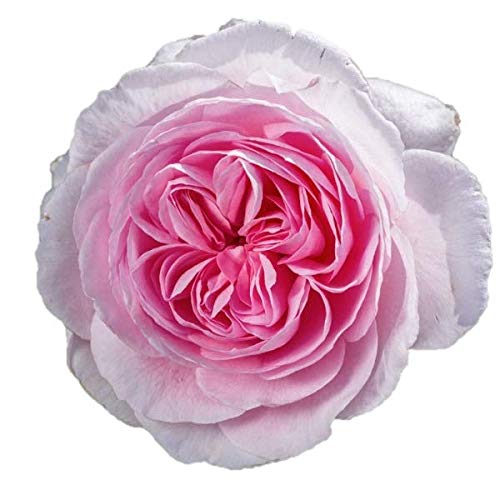 ばらエレガント4 ばらエレガント4